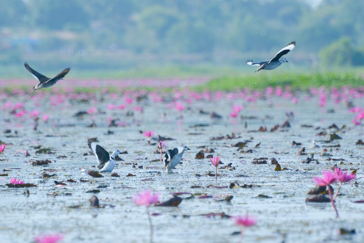 ナンキンオシ - ML647818713