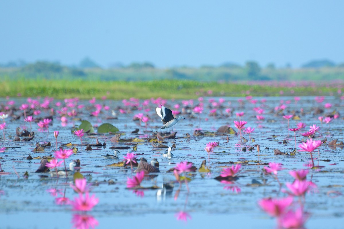 ナンキンオシ - ML647818714