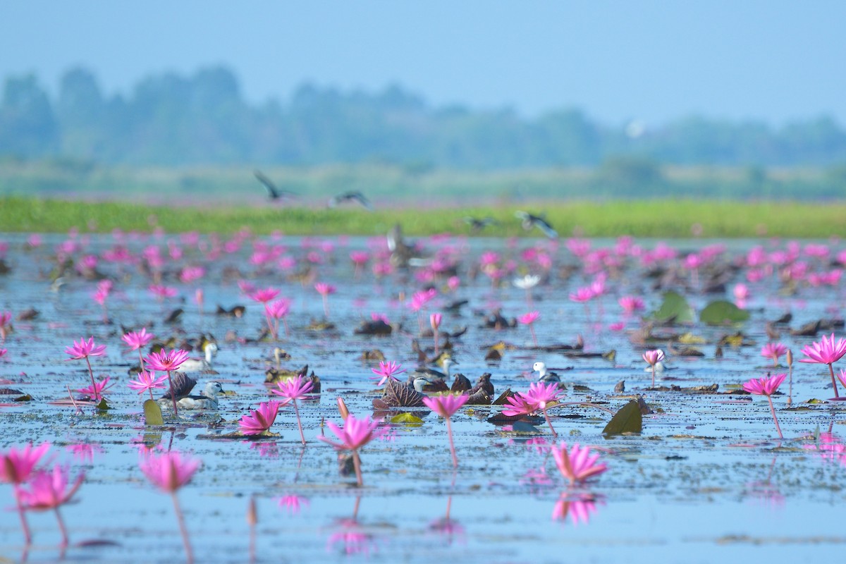 ナンキンオシ - ML647818715