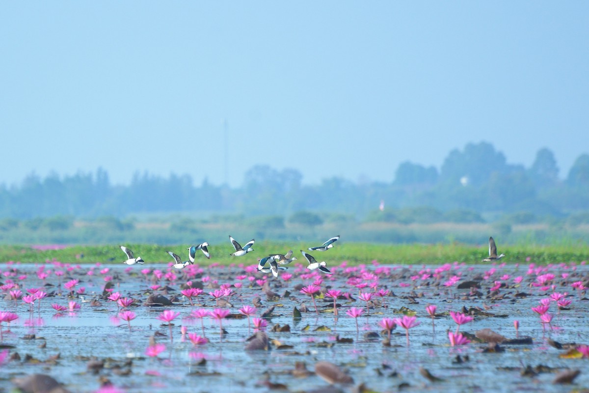 ナンキンオシ - ML647818716