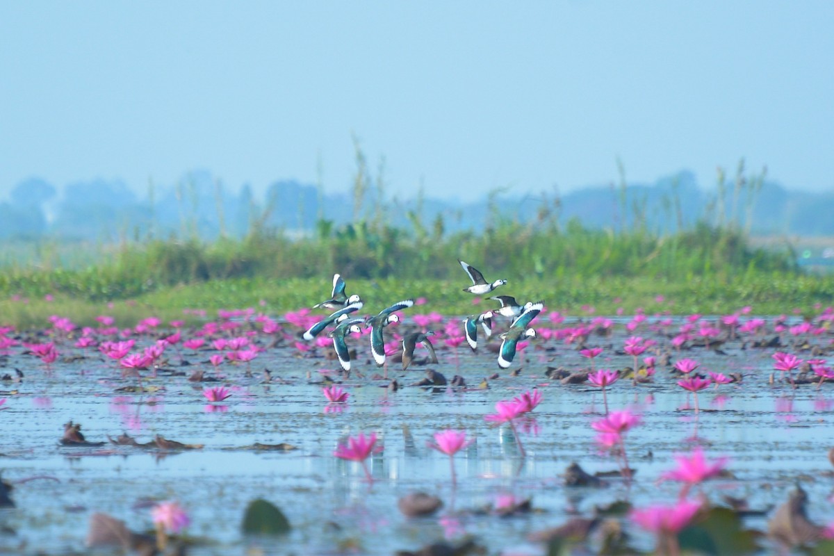 ナンキンオシ - ML647818717