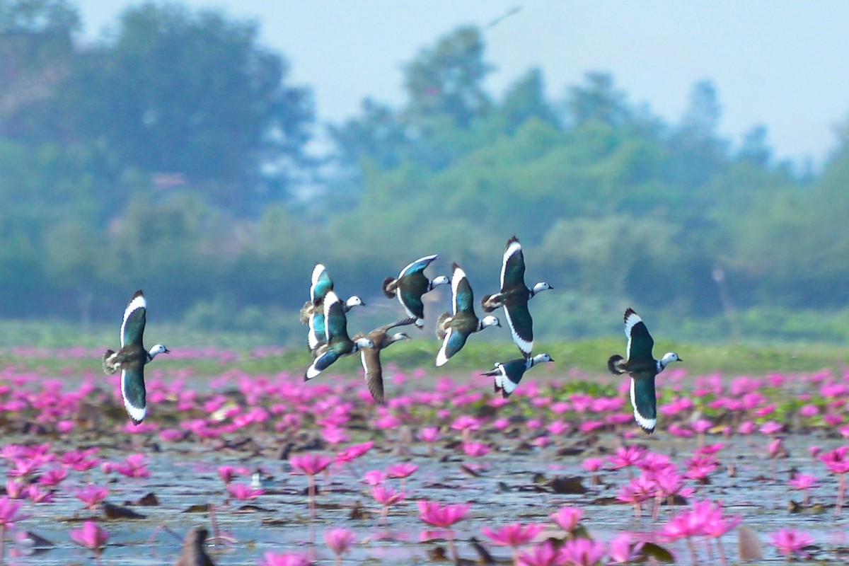 ナンキンオシ - ML647818718