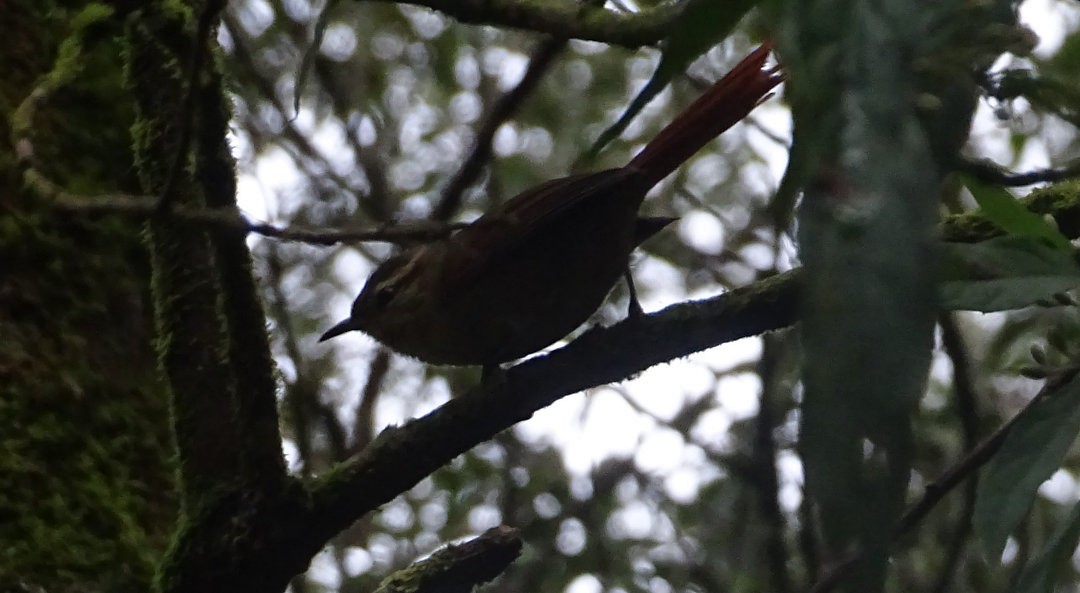 オリーブカマドドリ - ML647818719