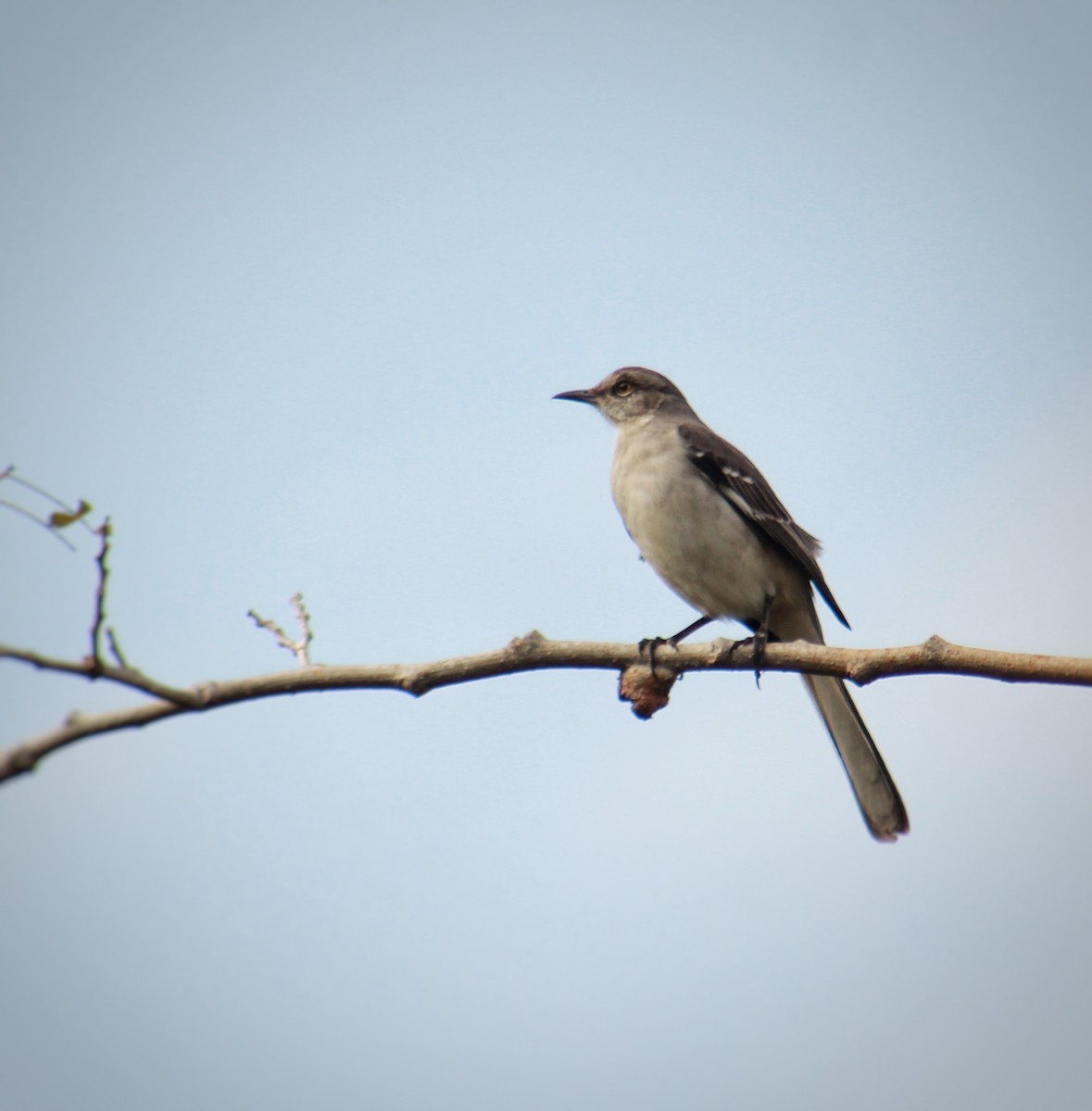 マネシツグミ - ML647818720