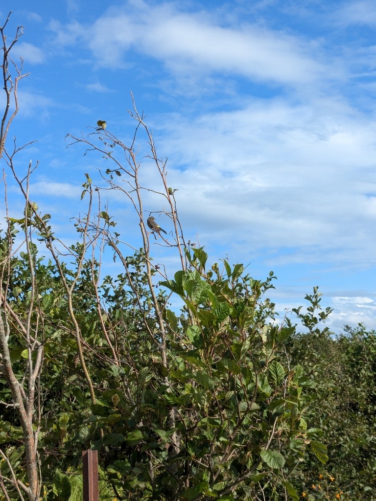 キヅタアメリカムシクイ - ML647818723