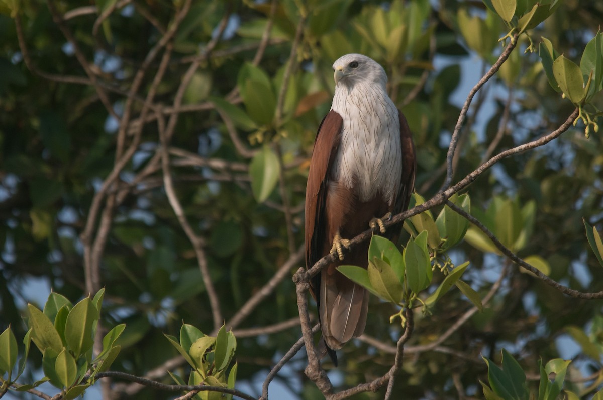 シロガシラトビ - ML647818730