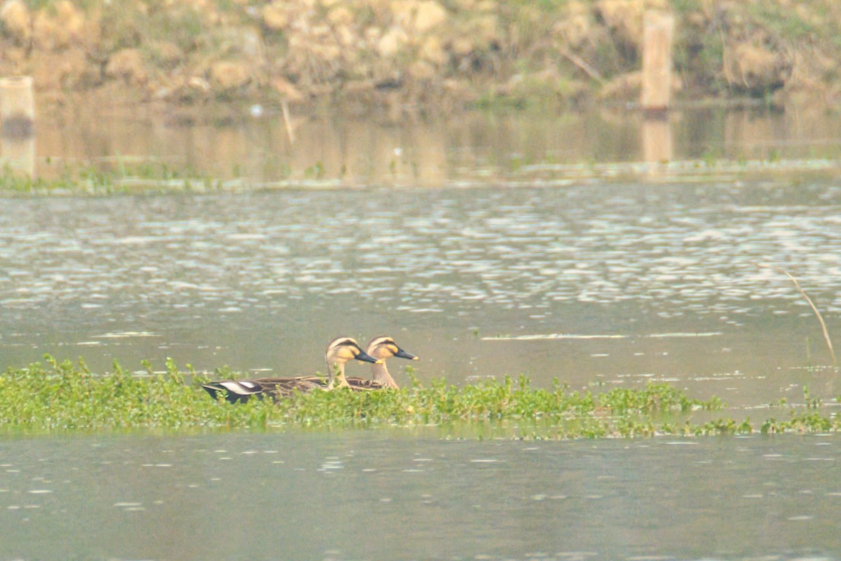 カルガモ - ML647818731