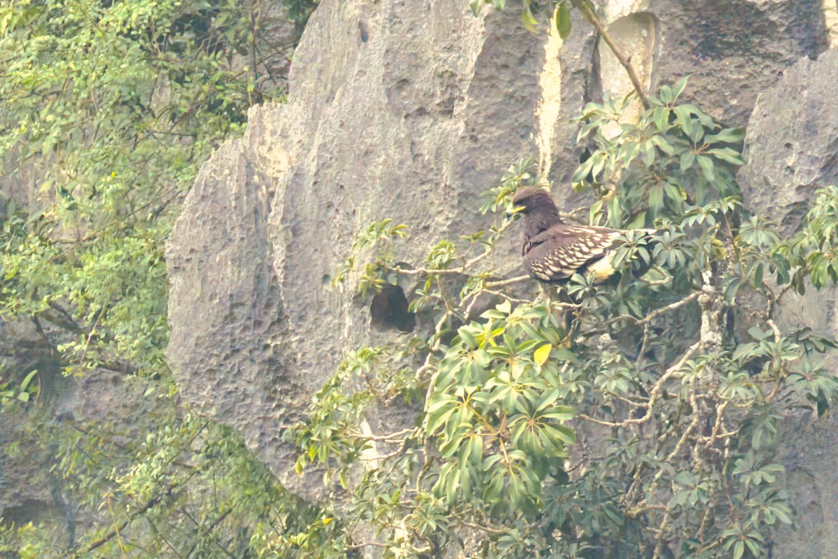 カラフトワシ - ML647818732