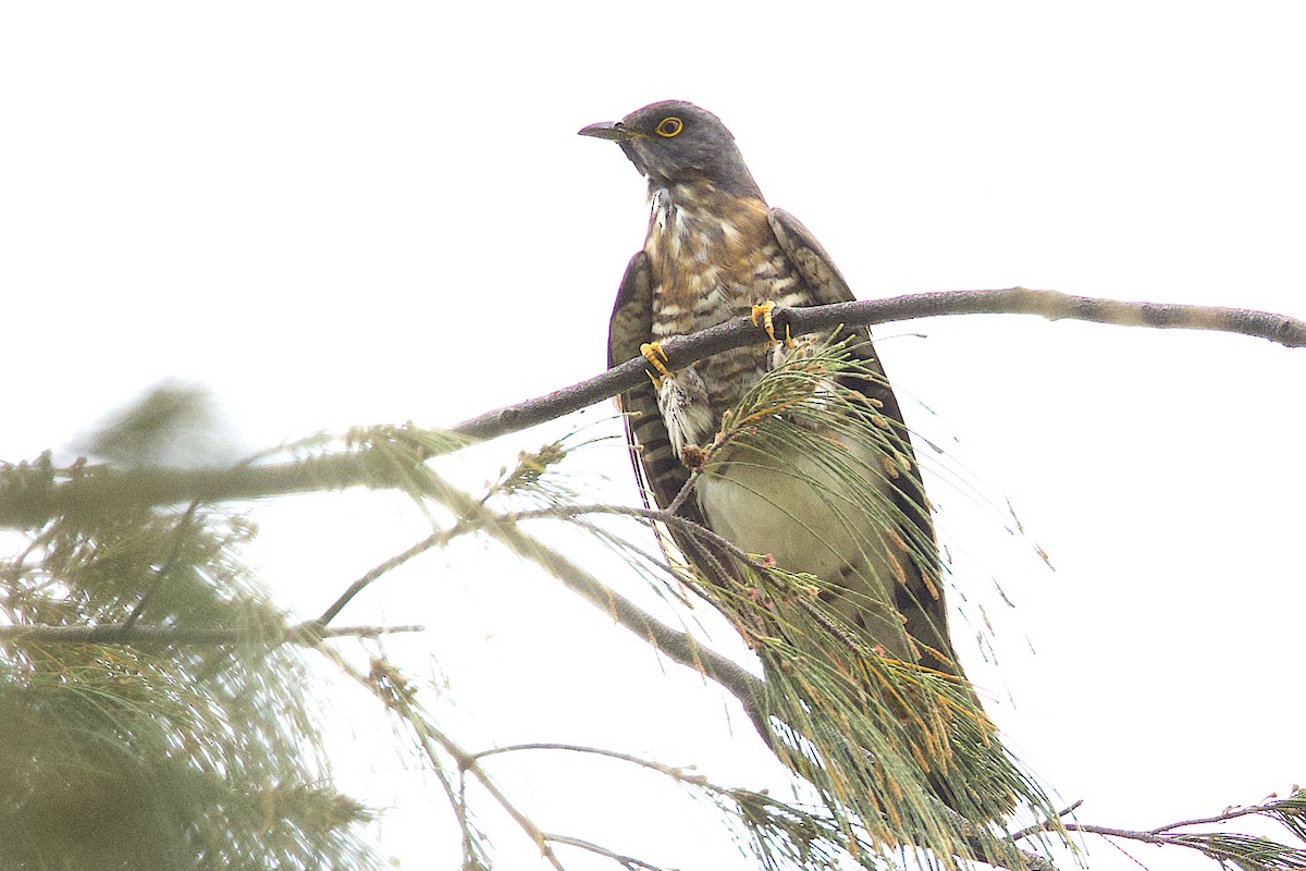 オオジュウイチ - ML647818734