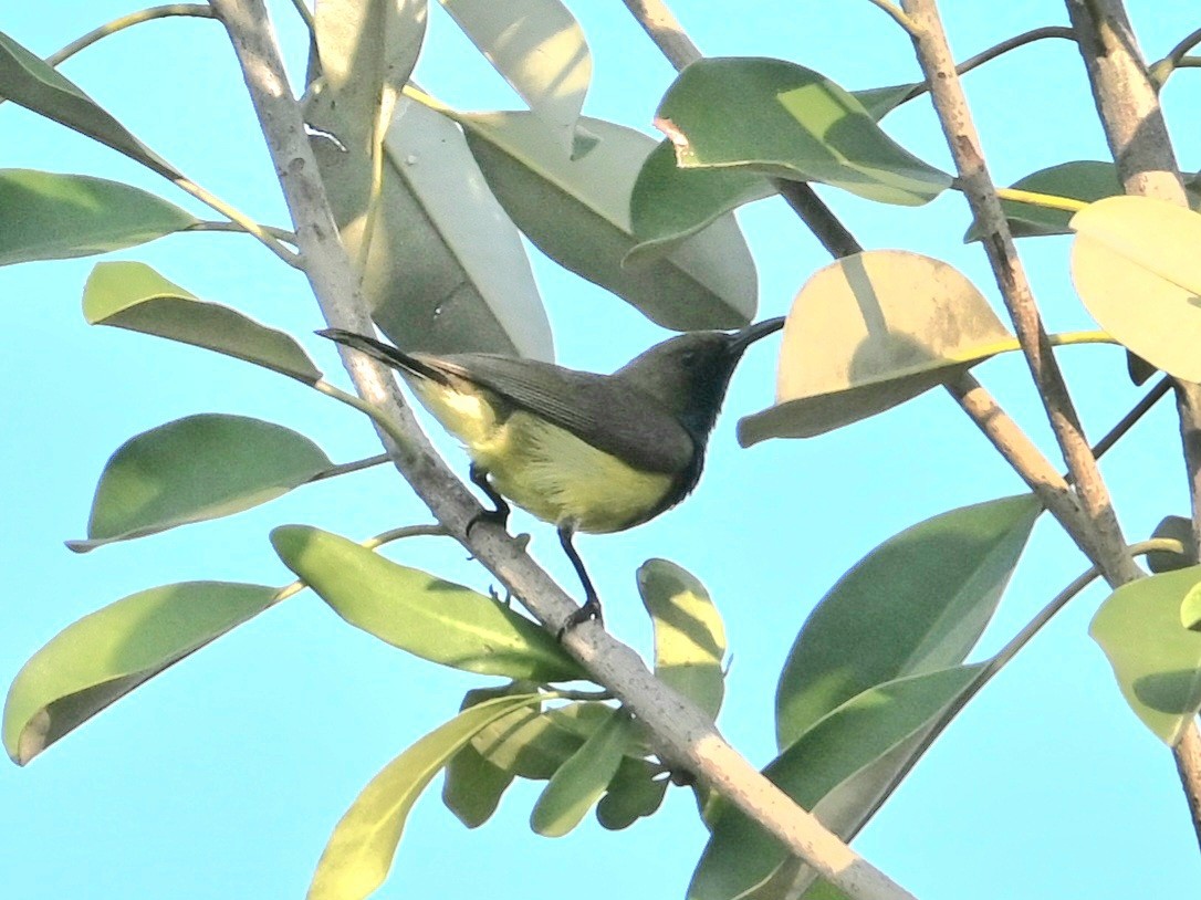 Ornate Sunbird - ML647818735