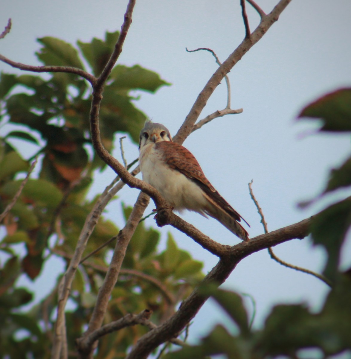 アメリカチョウゲンボウ - ML647818736