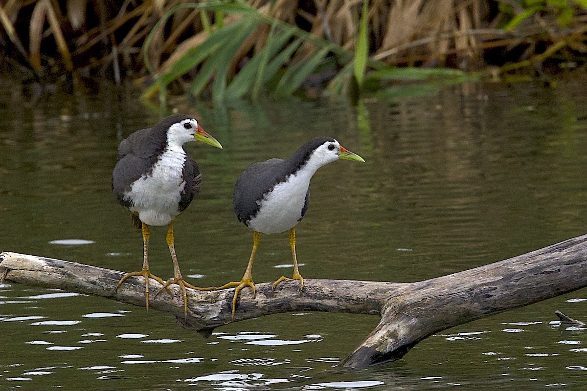 シロハラクイナ - ML647818737