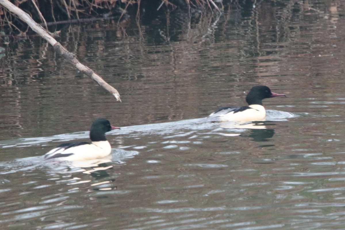 カワアイサ - ML647818738