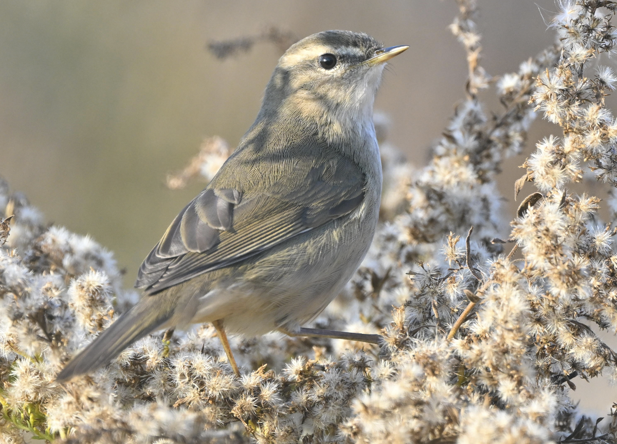 ムジセッカ - ML647818750