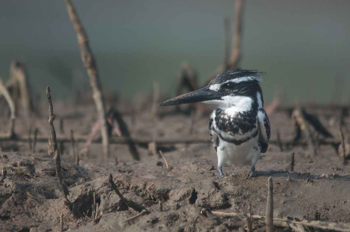 ヒメヤマセミ - ML647818751