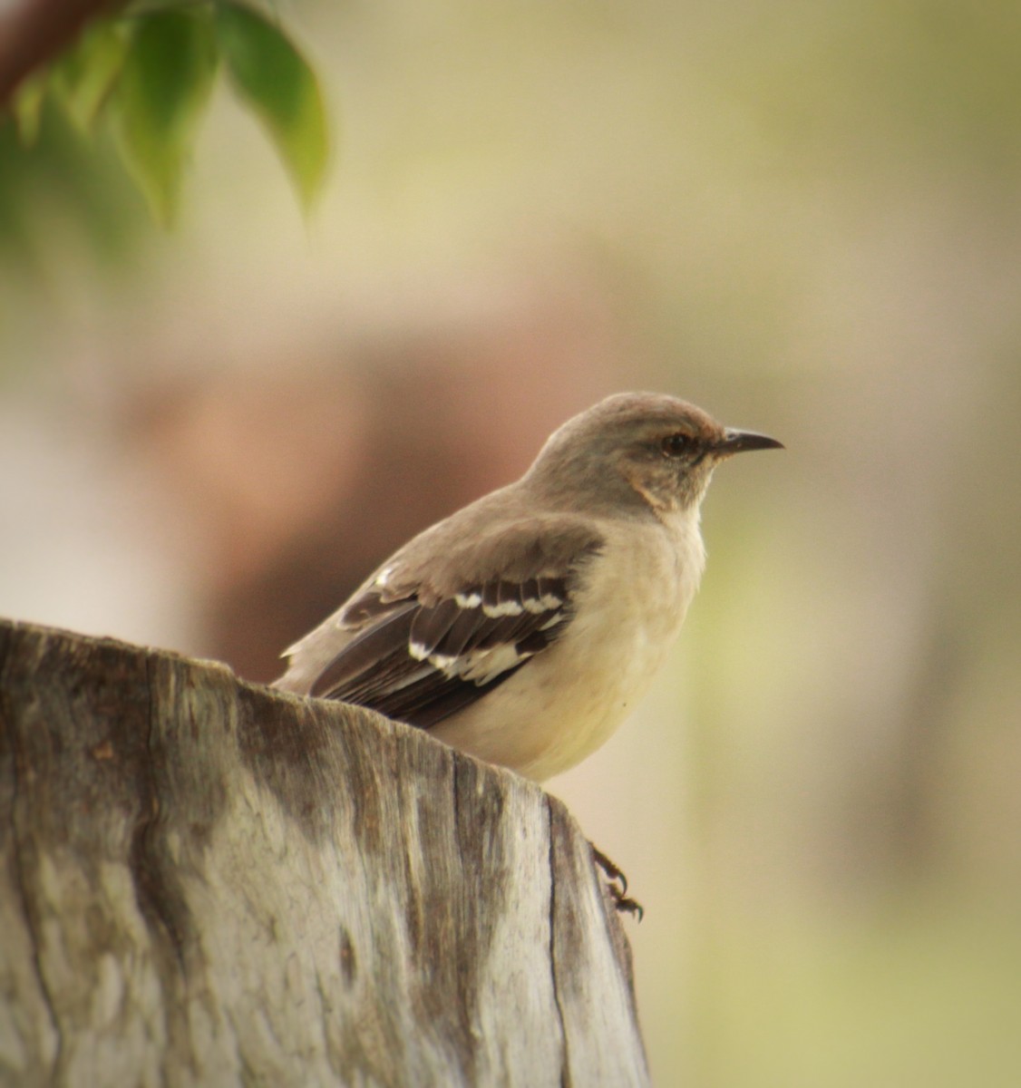 マネシツグミ - ML647818757