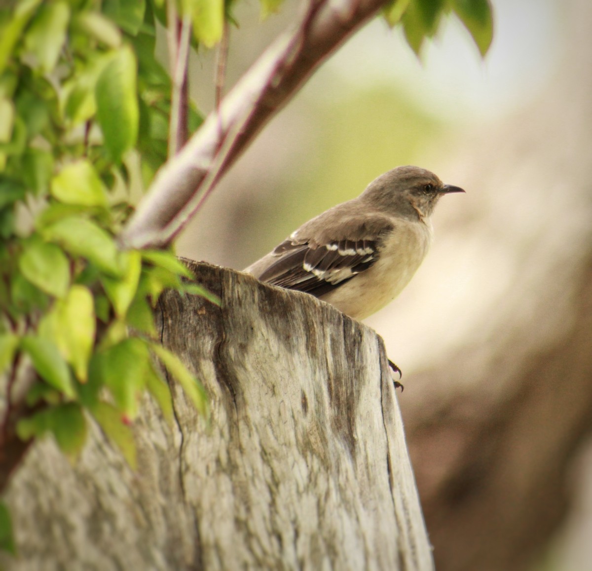 マネシツグミ - ML647818758