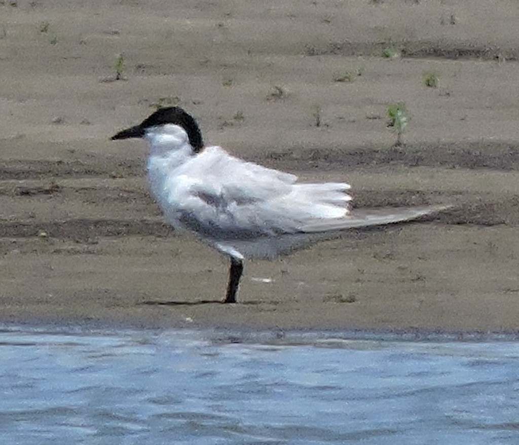 ハシブトアジサシ - ML647818759