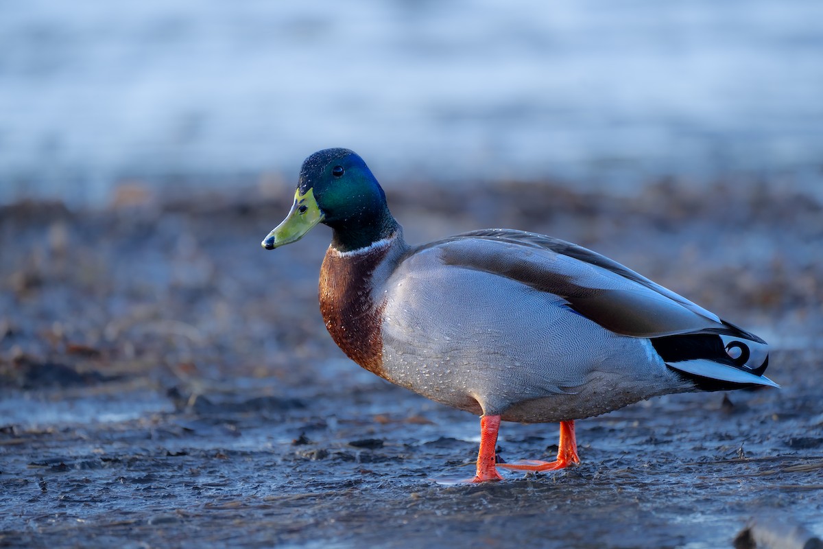 マガモ - ML647818760