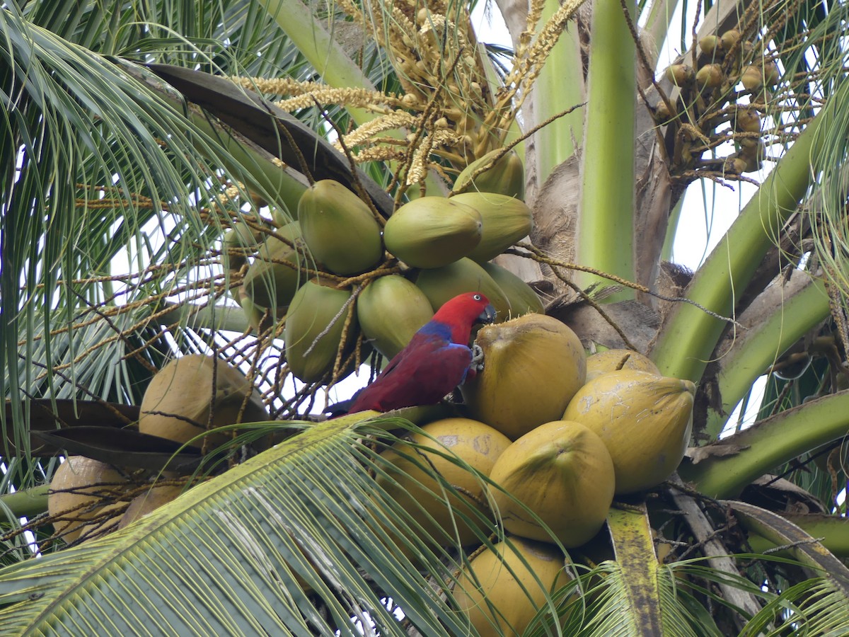 Papuan Eclectus - ML647818761