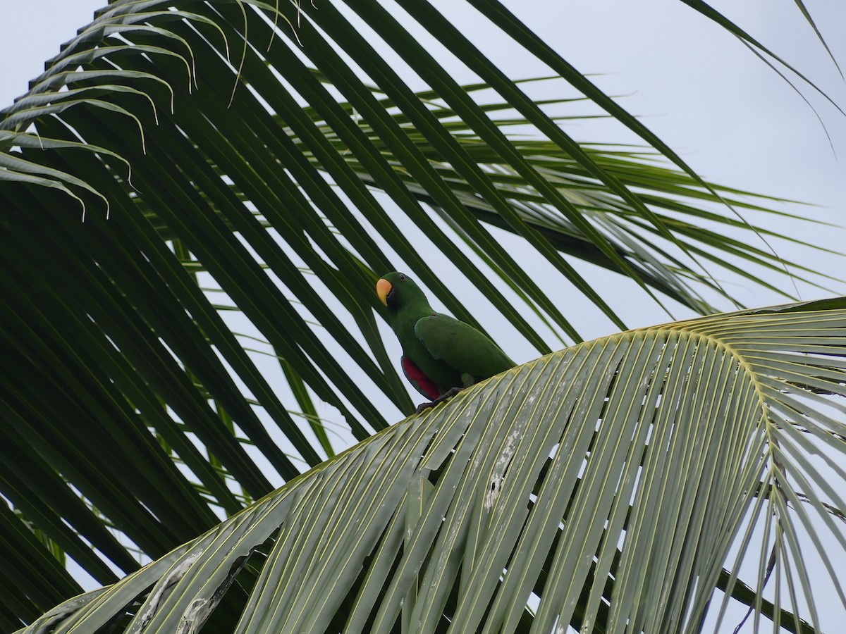 Papuan Eclectus - ML647818762