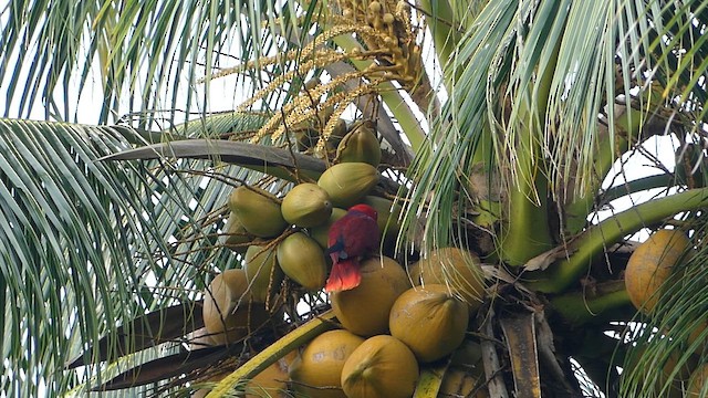 Papuan Eclectus - ML647818763