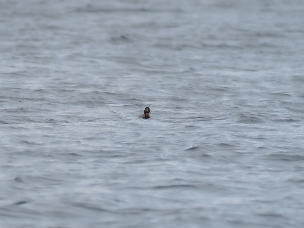 ホシハジロ - ML647818764