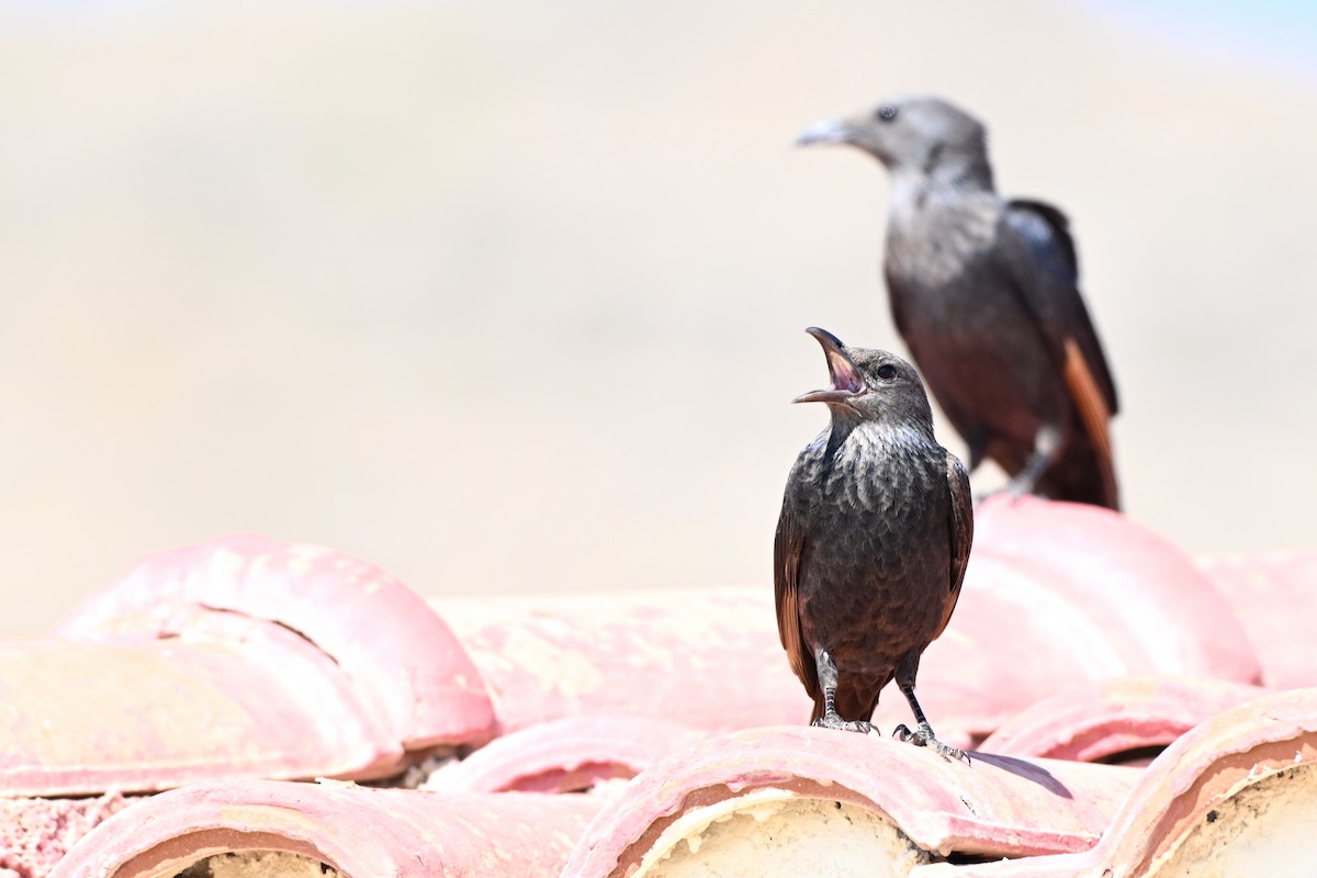 アラビアテリムク - ML647818766