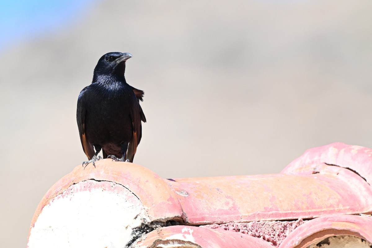 アラビアテリムク - ML647818767