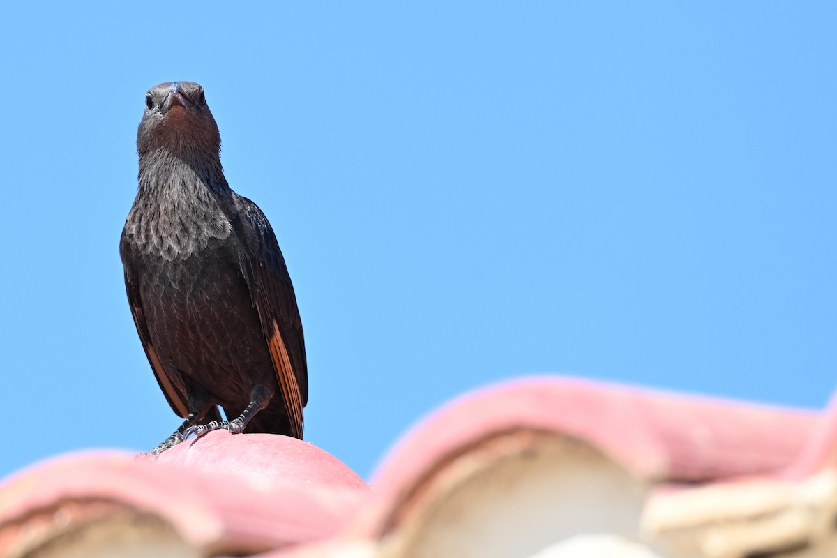 アラビアテリムク - ML647818768