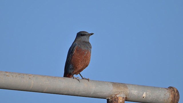 イソヒヨドリ - ML647818769