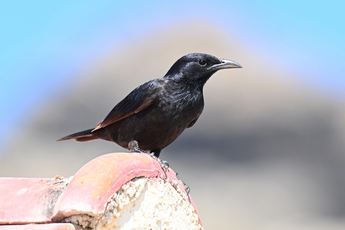 アラビアテリムク - ML647818770