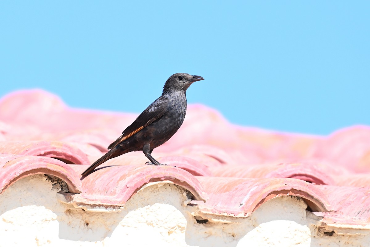 アラビアテリムク - ML647818771