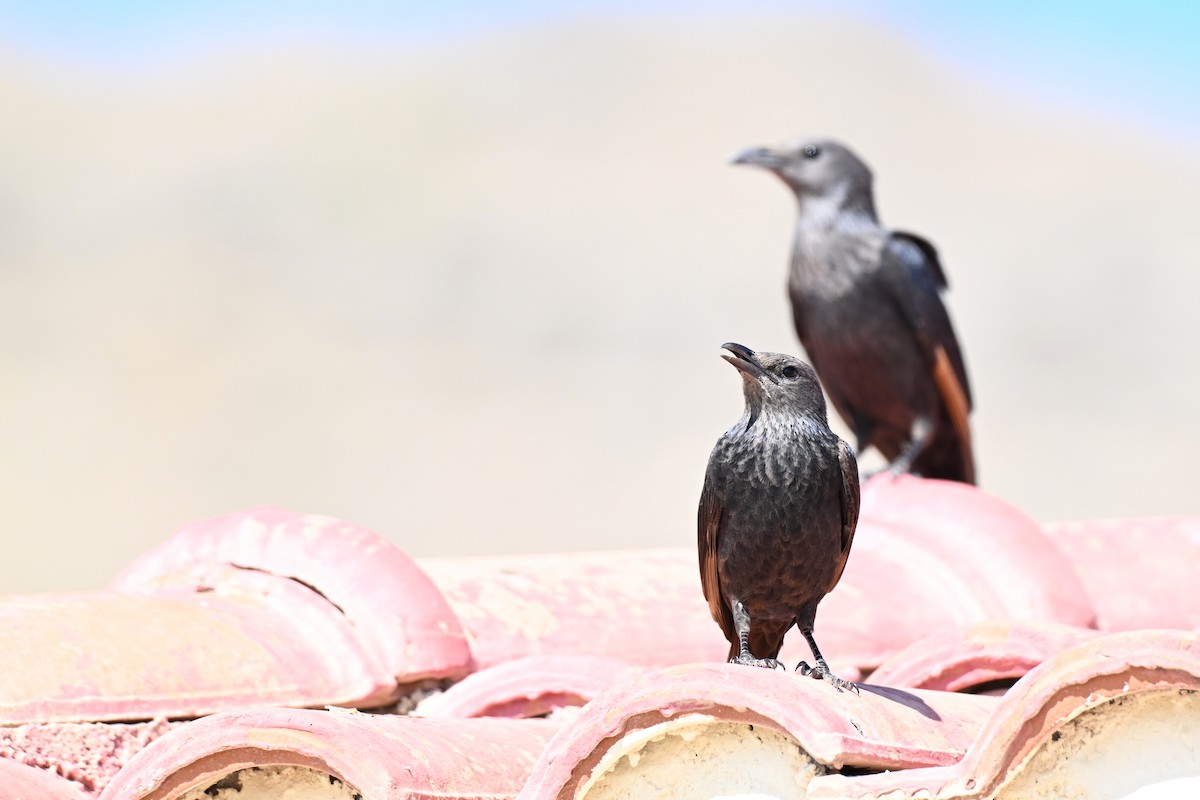 アラビアテリムク - ML647818772