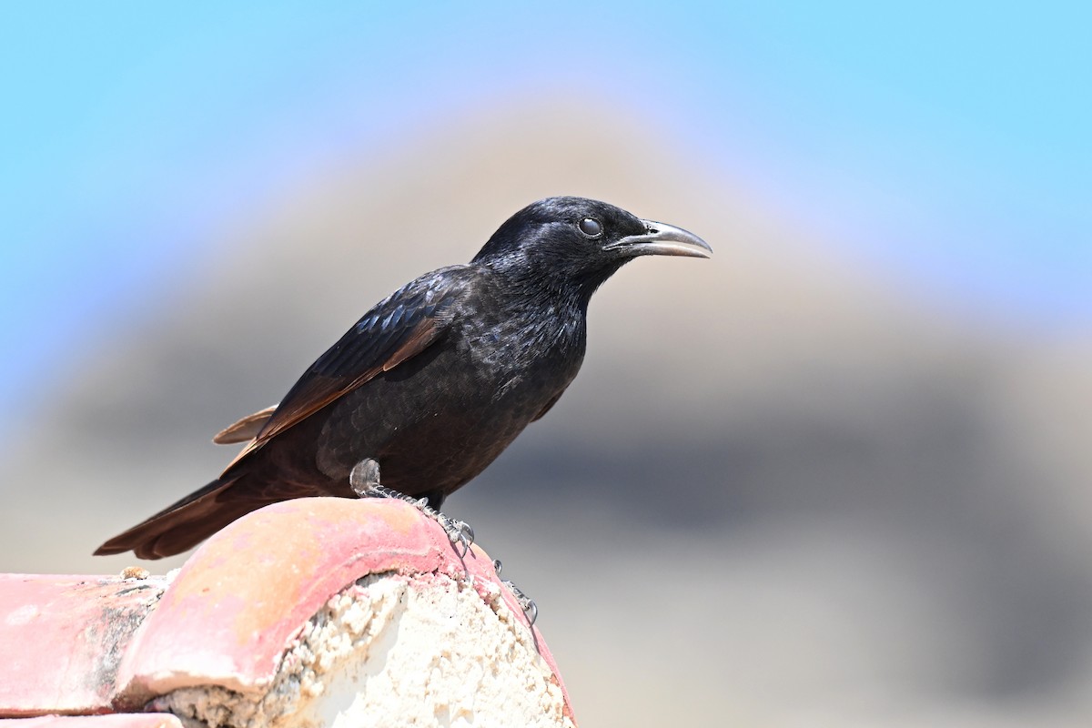 アラビアテリムク - ML647818773