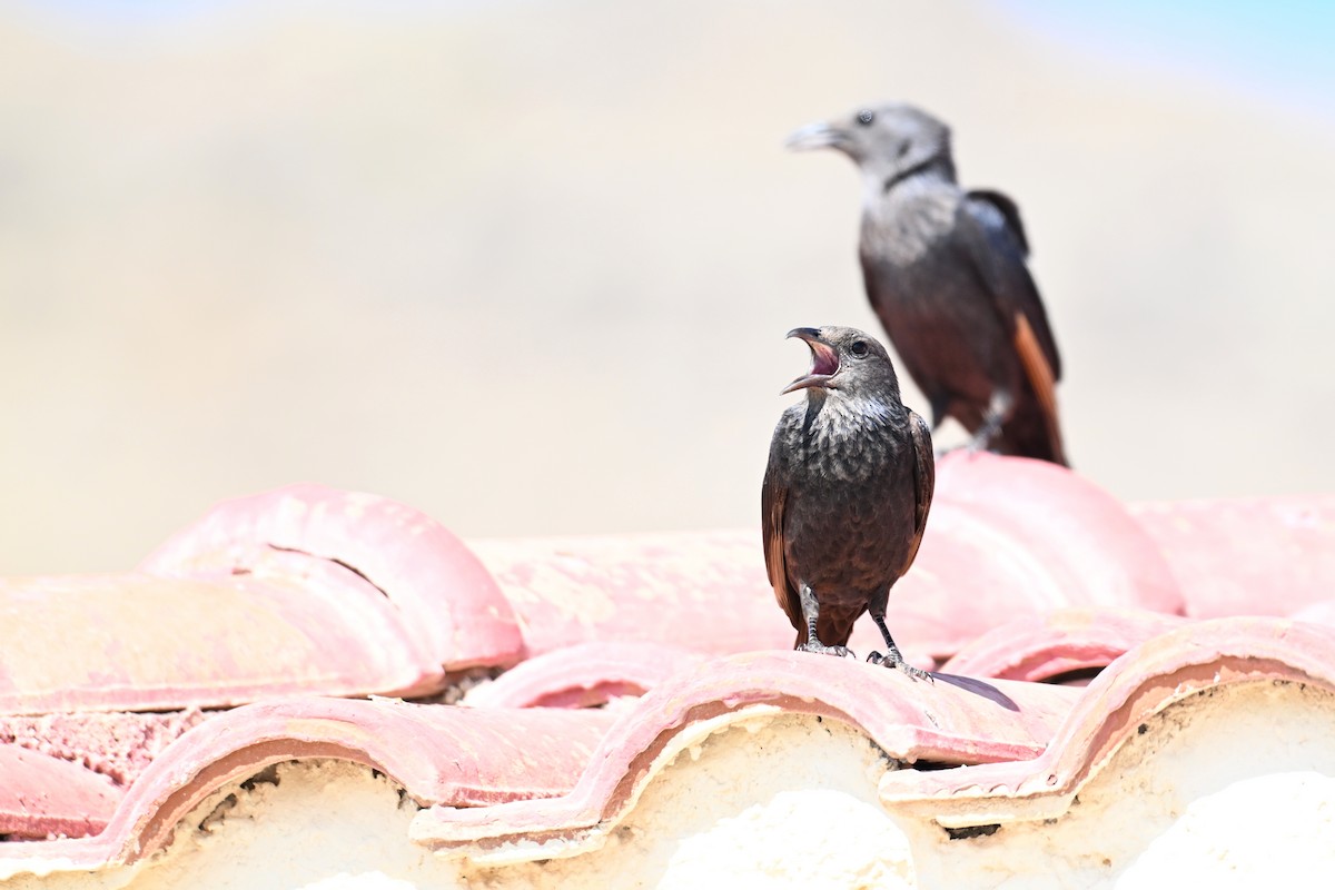 アラビアテリムク - ML647818774