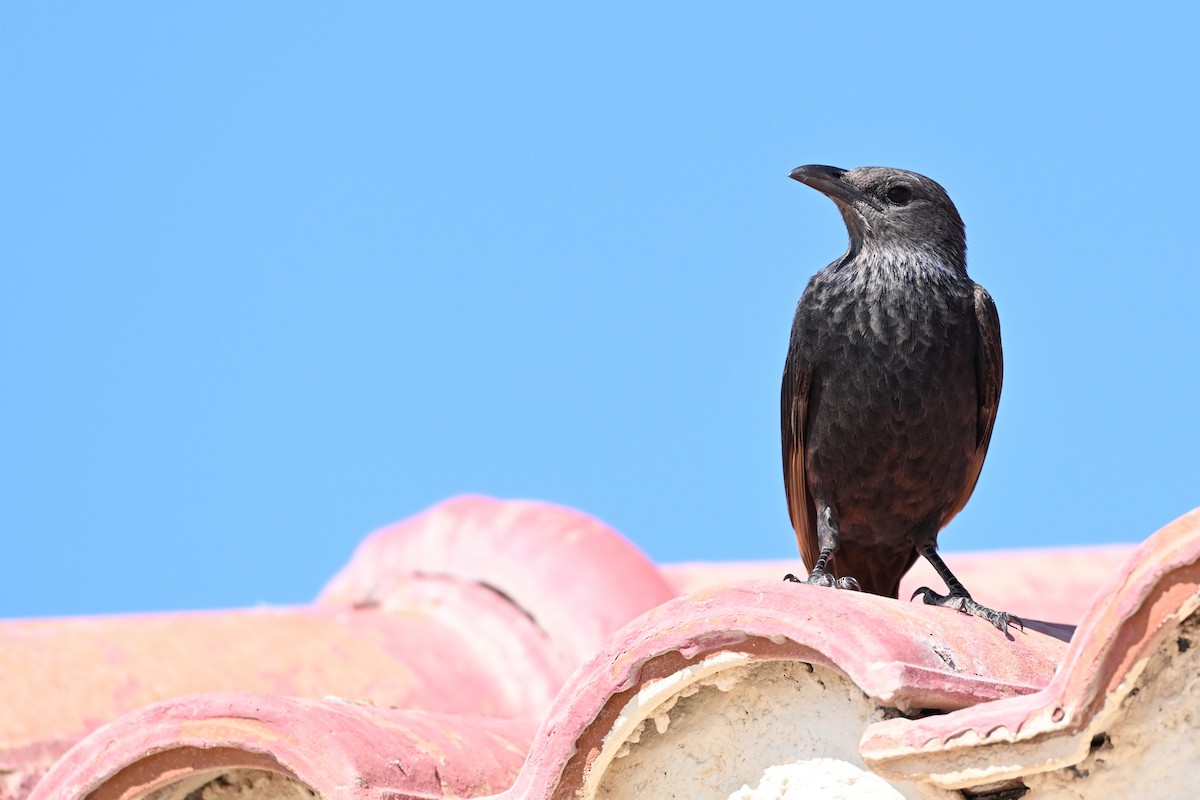 アラビアテリムク - ML647818775