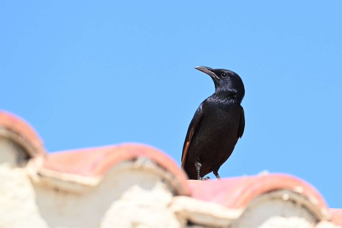 アラビアテリムク - ML647818776