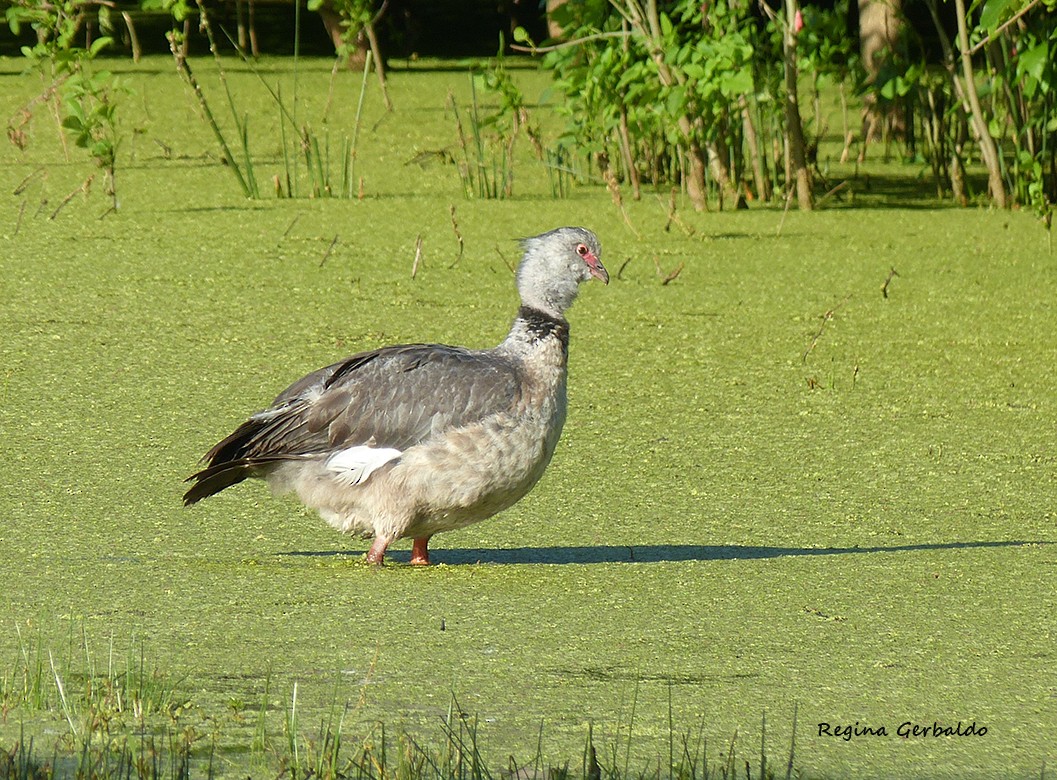 カンムリサケビドリ - ML647818778