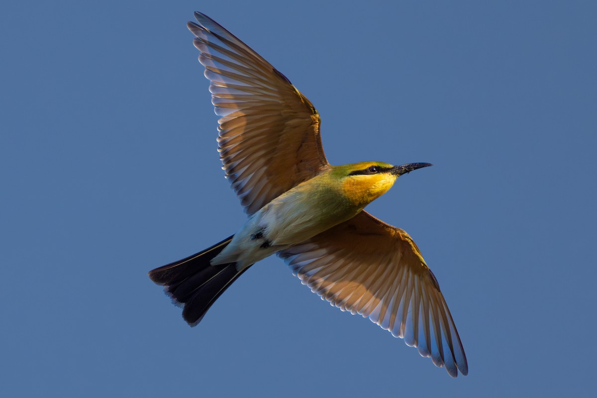 ハチクイ - ML647818779