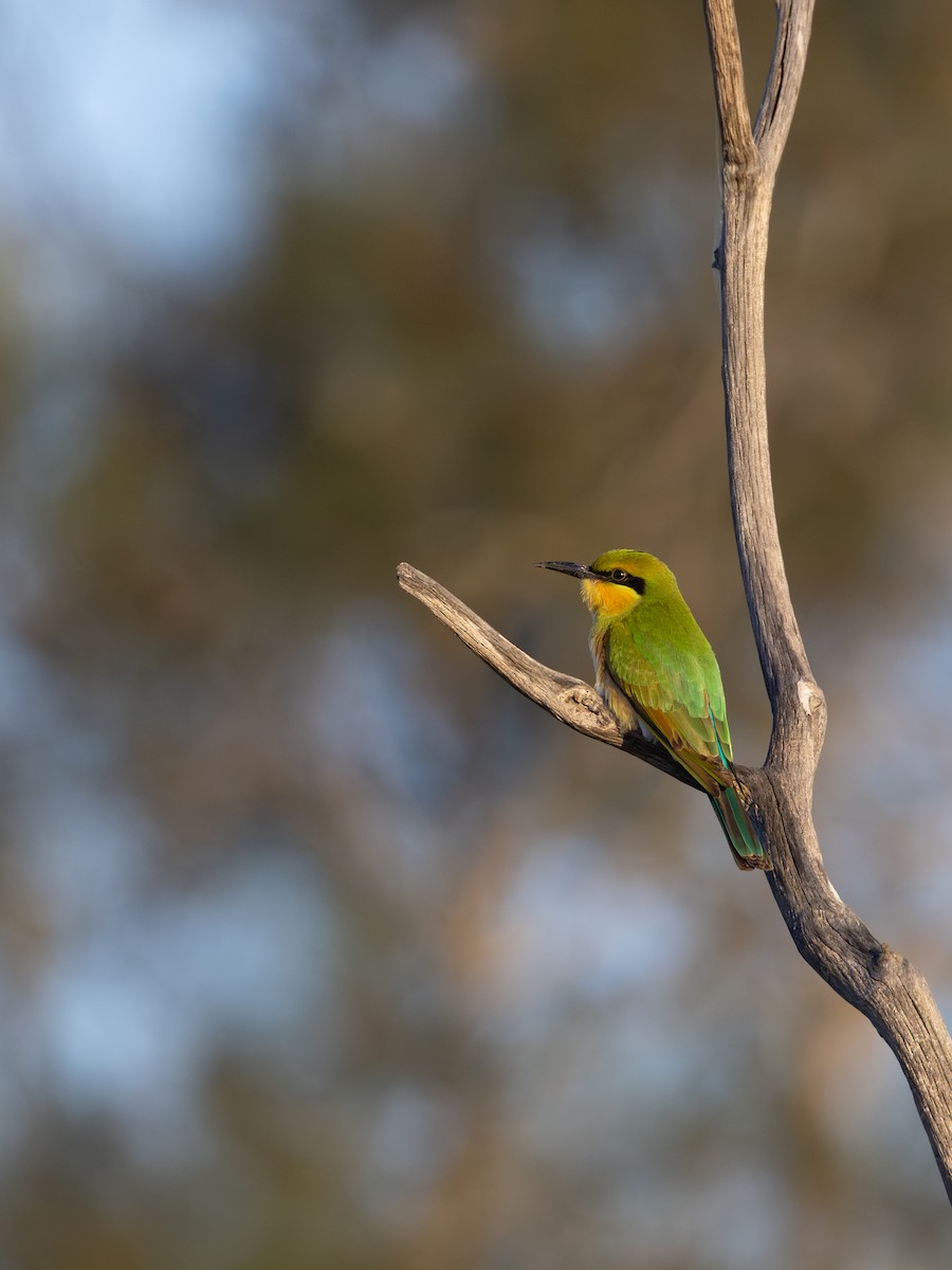 ハチクイ - ML647818780