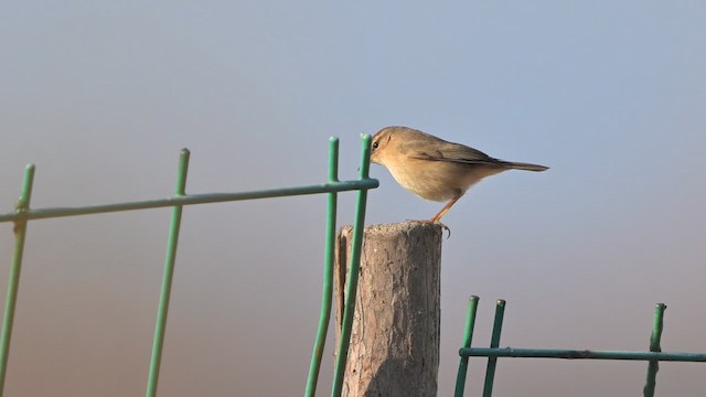 ムジセッカ - ML647818781