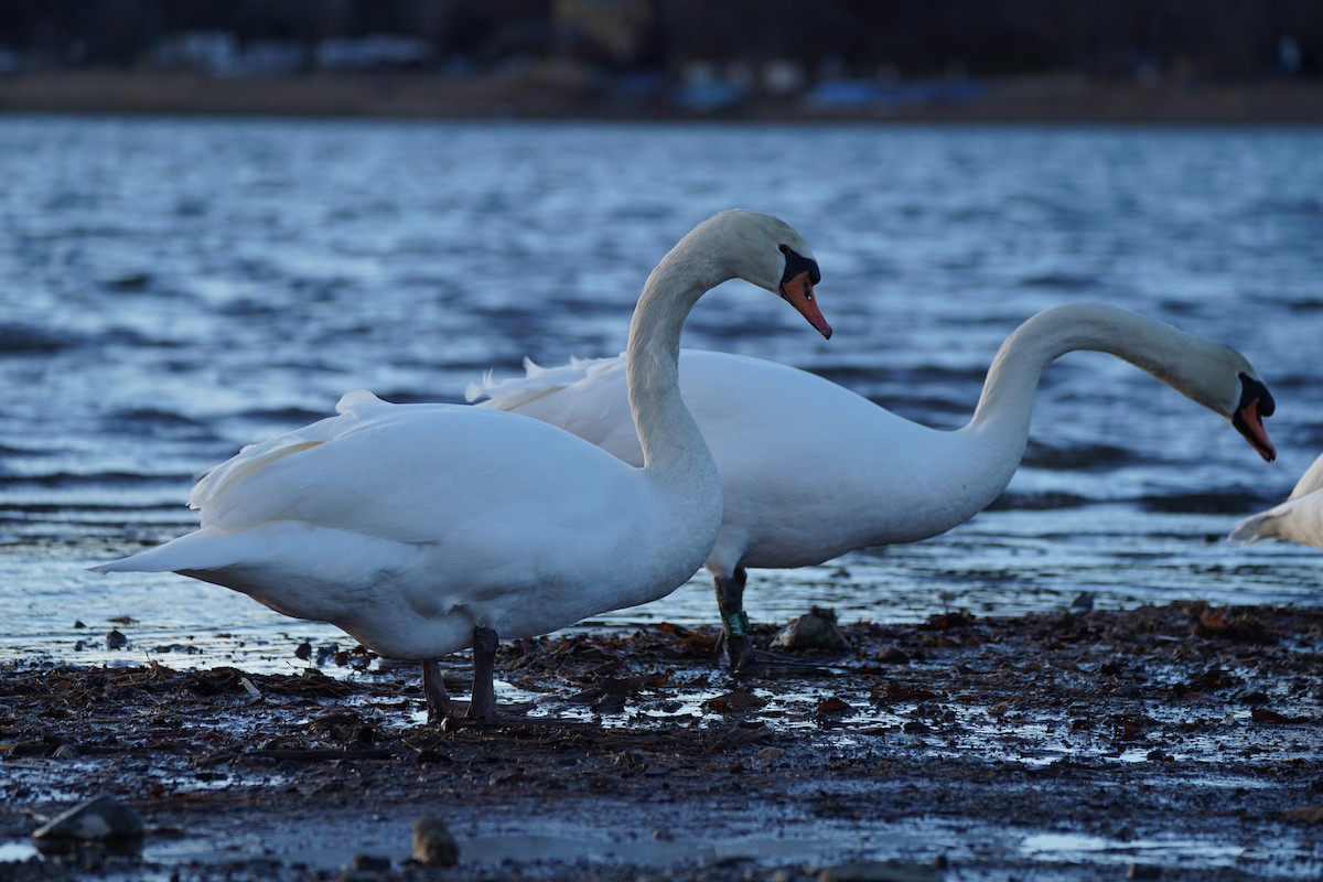 コブハクチョウ - ML647818782
