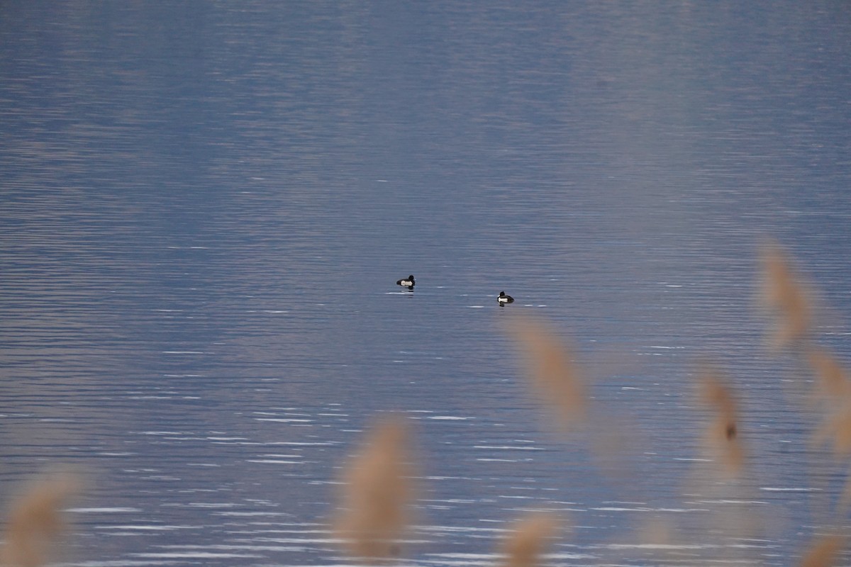 キンクロハジロ - ML647818783