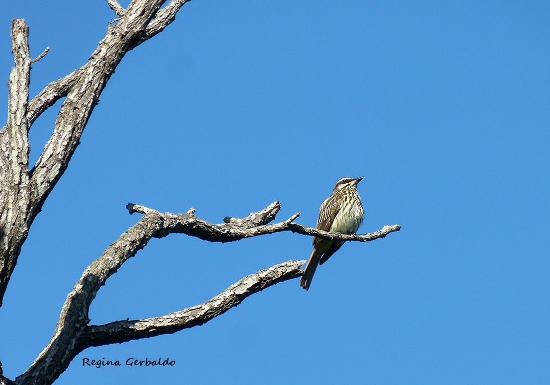 ブチタイランチョウ - ML647818785
