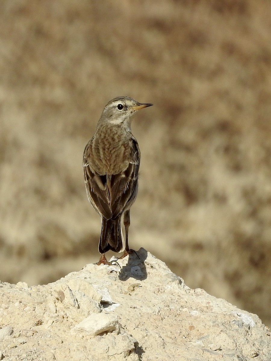 Water Pipit - ML647818787