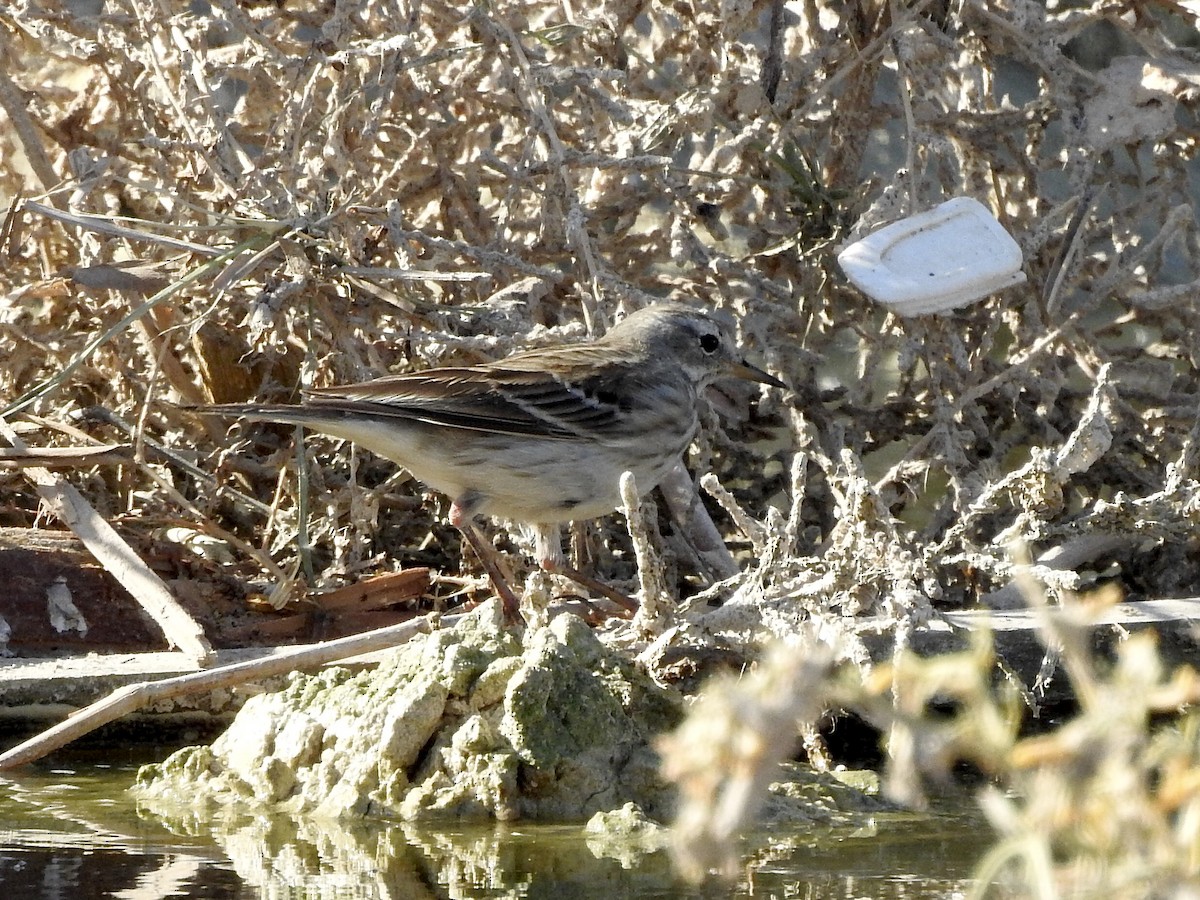 Water Pipit - ML647818788