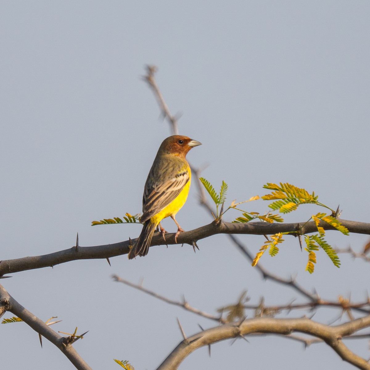 チャキンチョウ - ML647818789