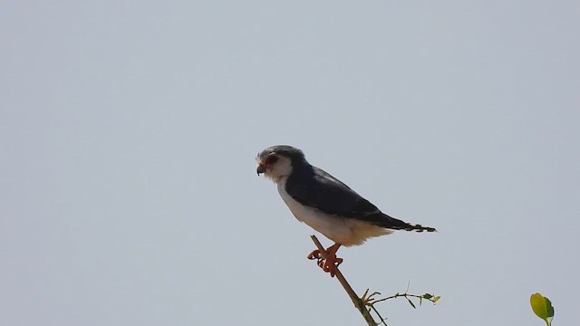 Pygmy Falcon - ML647818798