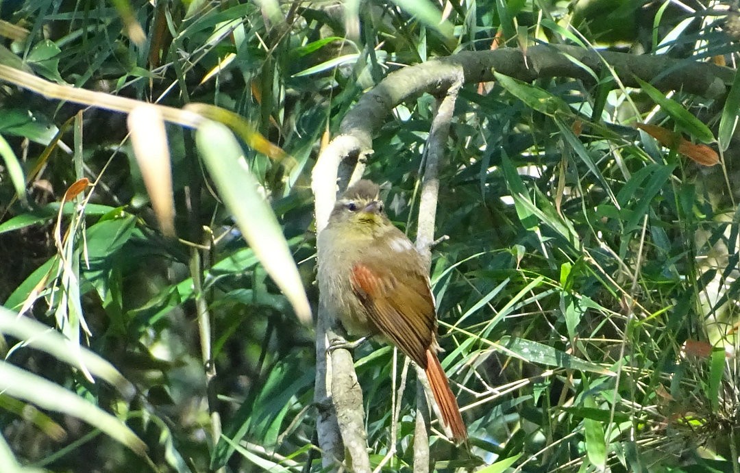 Olive Spinetail - ML647818806